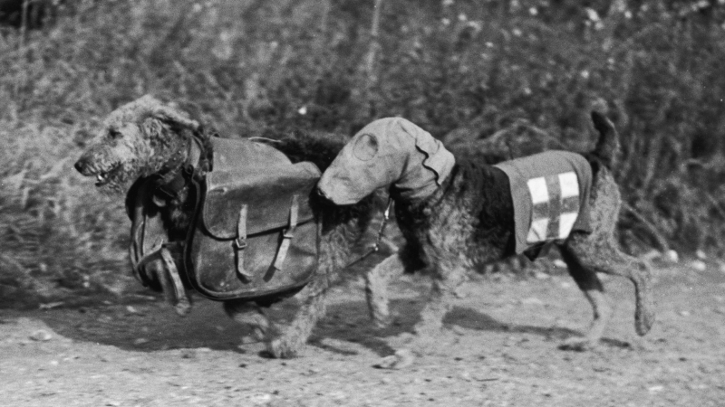 Illustration for article titled 26 Awesome Photos of War Dogs Showing How Badass and Cute They Can Be